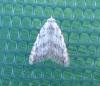 Nola cicatricalis
